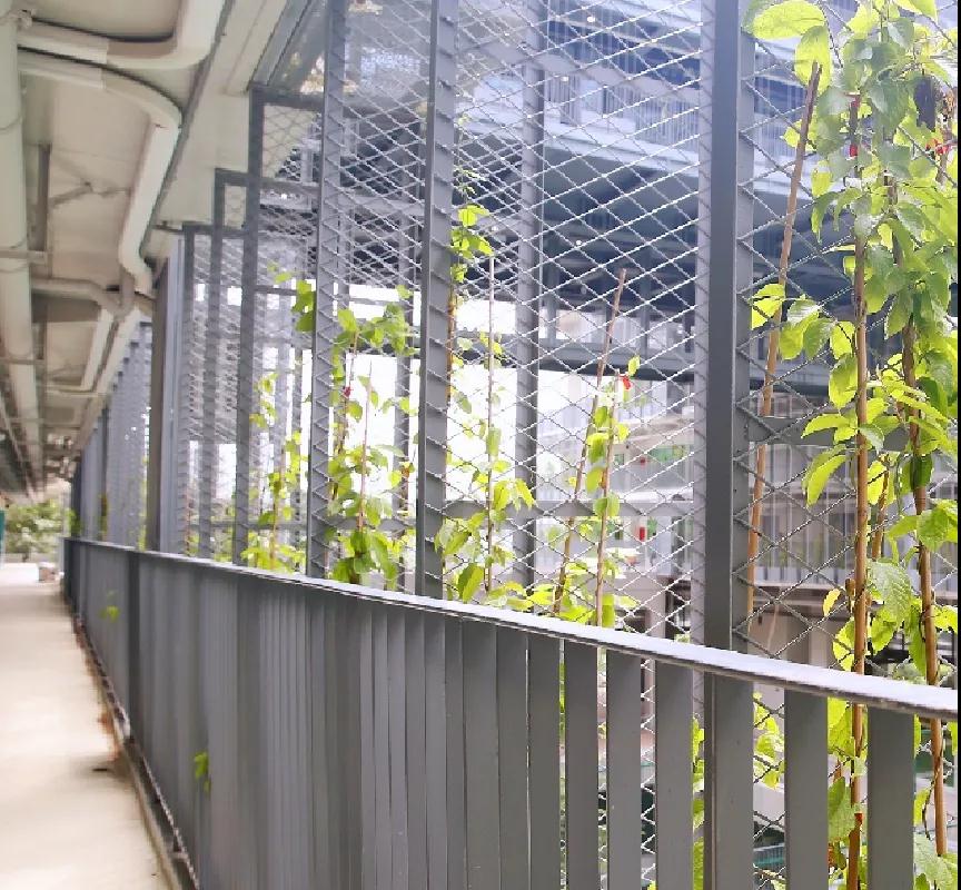 【转】一份来自深国交学长的信