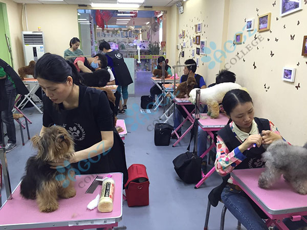 广州爱狗创志宠物美容培训学校环境图片
